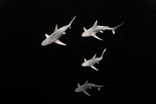 Shark Frenzy